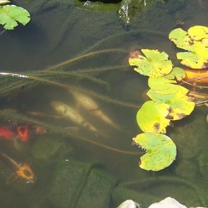 Meet your Posher, Eulalee